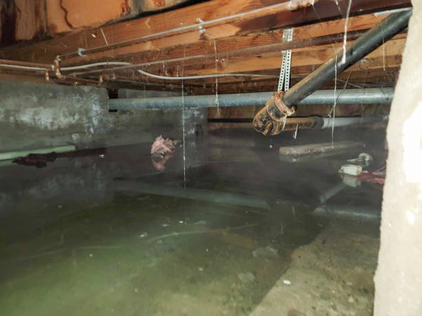 Best Basement water damage restoration  in Charlestown, IN